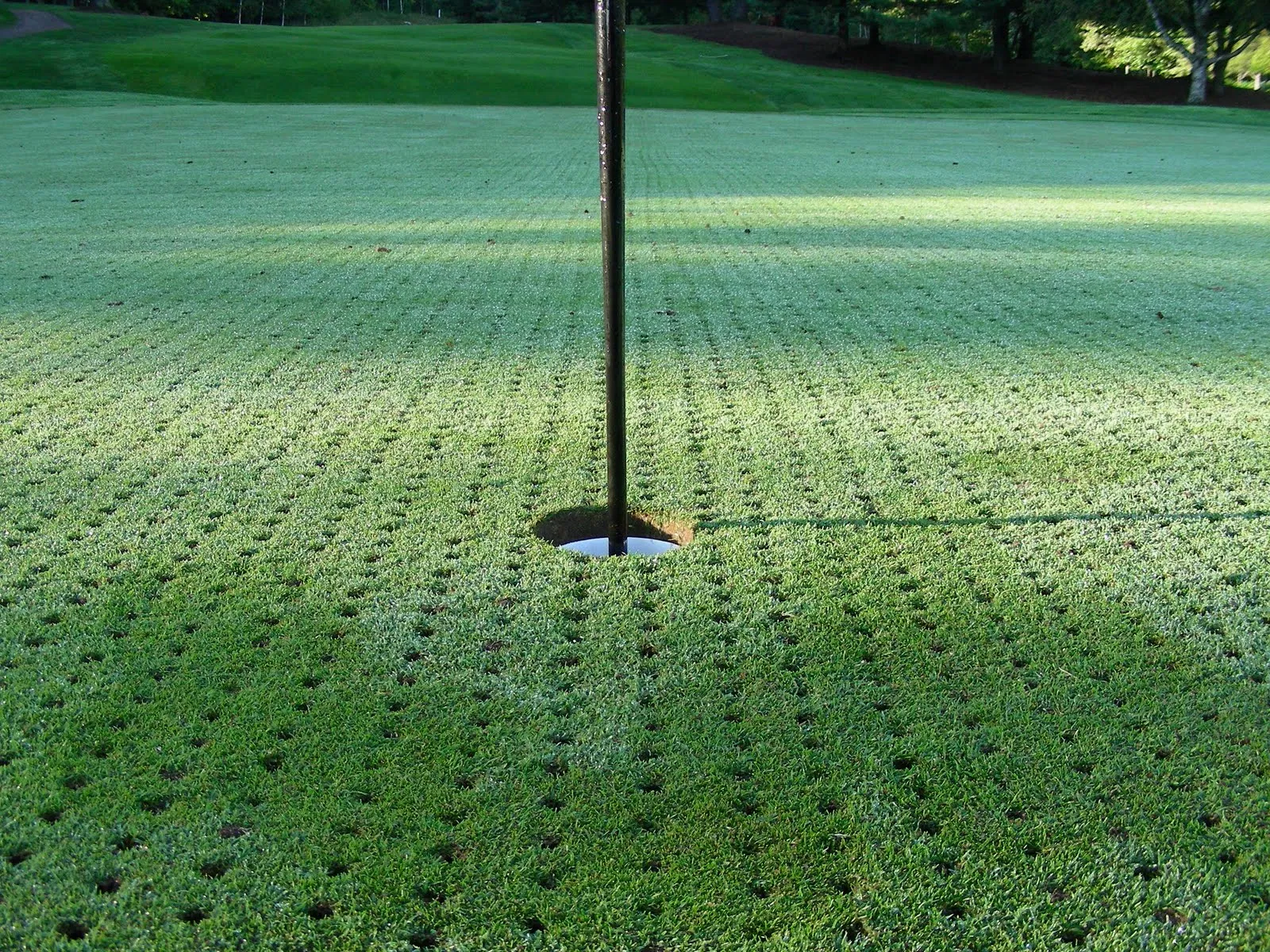 Caring for your greens